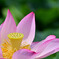 sacred