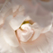 DSCF0057-1_ORG