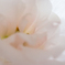 DSCF0065-1_ORG
