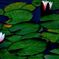蓮の花