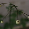 花　その114