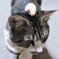 元公園猫