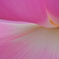 ハスの花