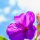 庭の花