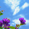 庭の花の夏