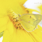Summer Yellow☆.。.:*・