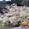 2014梅の公園1