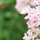 この花の名は？