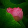 ハスの蕾