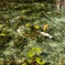小さな池の眺め