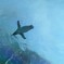 空飛ぶペンギン