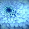ブルーのお花