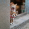 見つめる