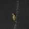 蝉