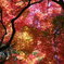 紅葉天井
