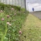 声も無く 揺れる沿道応援団