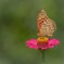Butterfly and flower