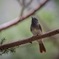 いつ見ても夏を感じる、夏鳥さん