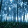 山雨