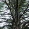 西光寺の巨木