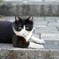坂の上の猫