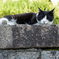 坂の上の猫
