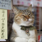 私が看板猫ですにゃん