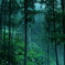 雨木立