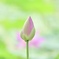 大賀蓮#1
