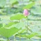 大賀蓮#2