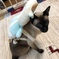猫ちゃん転倒防止ヘッドガード