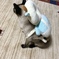 猫ちゃん転倒防止ヘッドガード