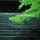 Stairs and leaves