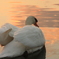 夕焼けと白鳥