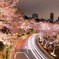 桜カーブ