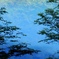 Blue Swamp