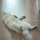 暑中御眠舞