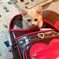 ランドセルからにゃんこ
