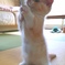 棒使いにゃんこ。