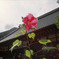 天龍寺