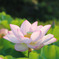 蓮の花