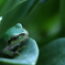 アマガエルの瞳