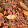 autum