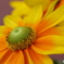 街の花