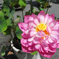 蓮の花