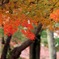 京都東福寺紅葉