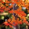 京都東福寺紅葉