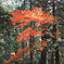 紅霧