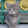 スレイマニエ・モスクの墓地で見つけた猫