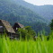 夏の白川郷
